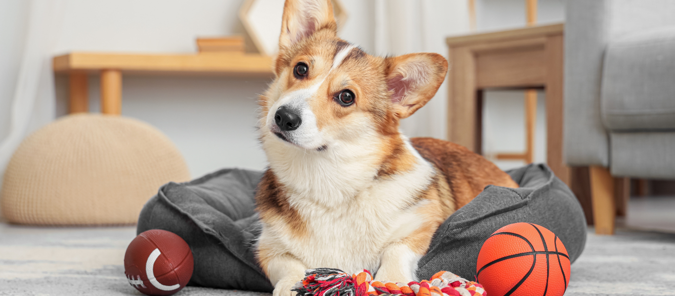  Día Mundial del Perro: ¿por qué adoptar con compromiso? Consejos y curiosidades 